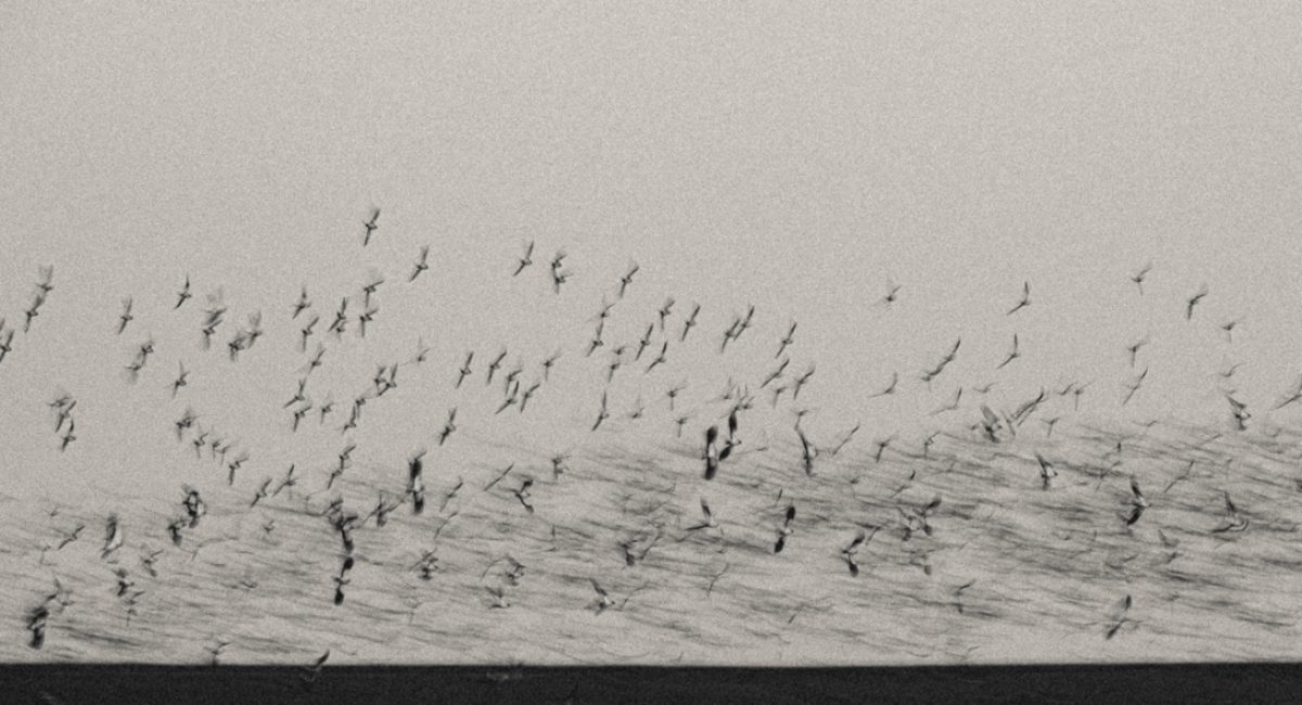 photo dessinée d'un vol d'oiseaux  en Beauce